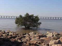 -宝安西湾红树林湿地公园