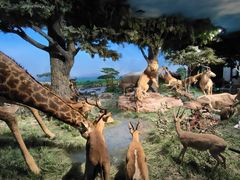 -国家自然博物馆