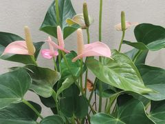 -W先生牛杂铺