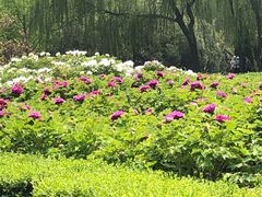-洛阳市隋唐城遗址植物园