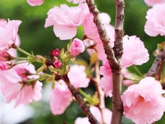 -天适樱花悠乐园