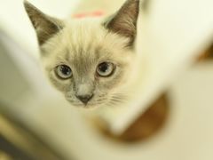 -鼓捣猫呢主题猫咖店