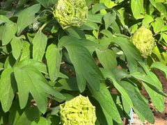 -洛阳市隋唐城遗址植物园