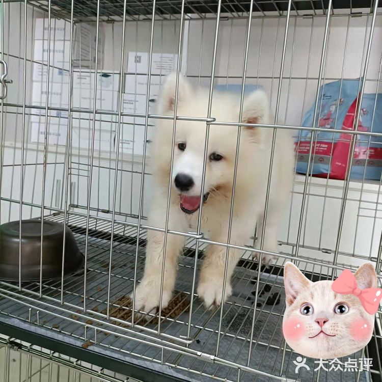 这只萨摩耶犬真是太可爱了[礼花]