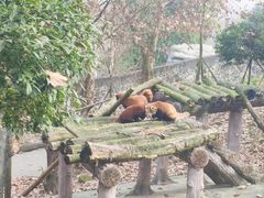 -都江堰中华大熊猫苑