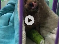 -利又安动物医院··老年病·猫科犬科·中兽医