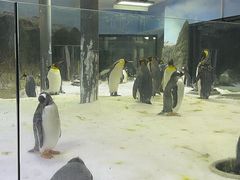 -悉尼海洋生物水族馆