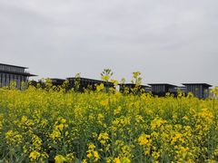 -长洲岛