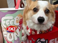 -DQ·蛋糕·冰淇淋(五角场万达店)