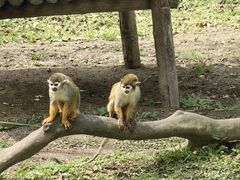 -上海野生动物园