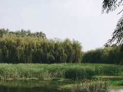 -东坝千亩湖公园