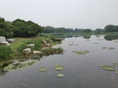 -荷塘月色湿地公园·向阳花洲