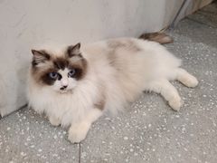 -共舞时光猫咖·狗咖(新街口店)