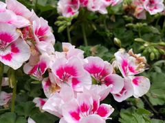 -徐家汇源景区-衡山公园