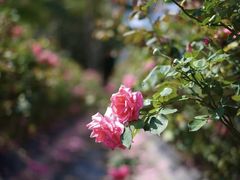 -亚龙湾国际玫瑰谷