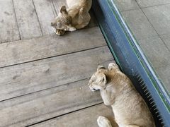 -秦皇岛野生动物园