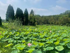 -宜兴龙背山森林公园
