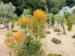 -深圳仙湖植物园