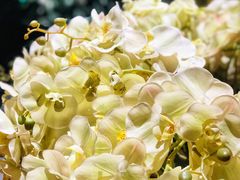 -大鸭梨烤鸭(枣园店)