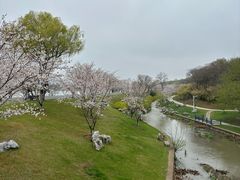 -羊山湖公园