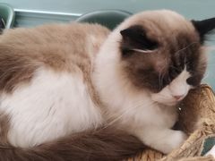 -安格丽娜·狗咖·猫咖羊驼咖(春熙路百盛商场店)