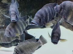 -上海海洋水族馆