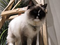 -喵喵咪呀布偶猫咖(春熙路店)