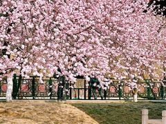 -桃花堤公园