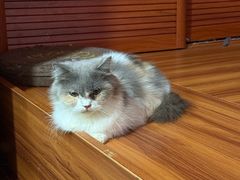-楼上猫咖(罗湖店)