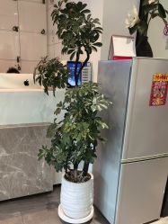 -LJOY丽锦造型·烫发染发