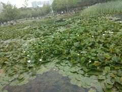 -前关湿地公园