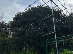 -树山生态村