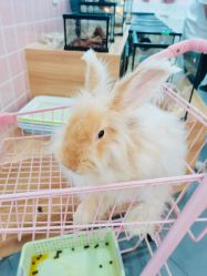 -Moni星球萌宠·小马宝莉·灵蛇·高端高阶全萌宠互动体验俱乐部(红豆国际广场店)