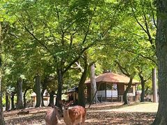 -奈良公园