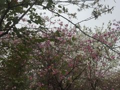 -广东花都湖国家湿地公园