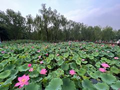 -莲花池公园