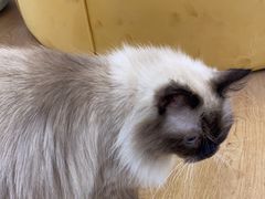 -1013 PET SHOP精品宠物商店(丁香店)