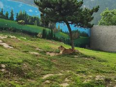 -西霞口神雕山野生动物世界