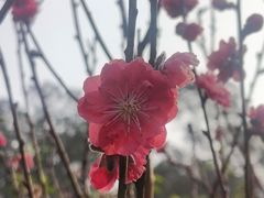 -南国桃园旅游度假区