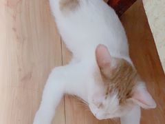 -瑞派长江宠物医院·猫科·外科·24小时夜护(谊城公寓分院)