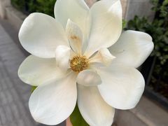 -吕氏焗小鲜•海鲜青岛菜(总店)