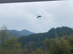 -原乡芦茨咖啡