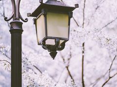 -南汇桃花村