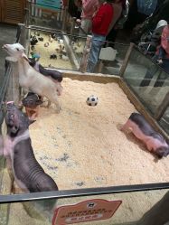 -造物庄园 萌宠纪(苏州湾歌林公园店)