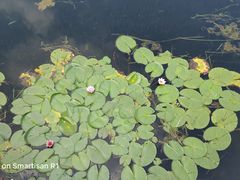 -荷塘月色湿地公园·向阳花洲