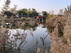 -福田红树林生态公园