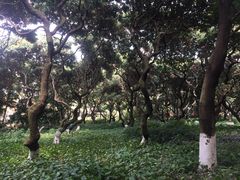 -黄埔荔枝公园