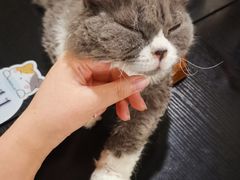 -猫小院猫主题咖啡厅(北锣店)