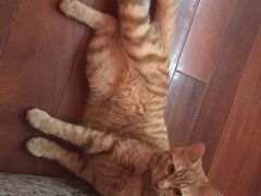 -大观园影院式足浴Spa店(沙坪坝店)