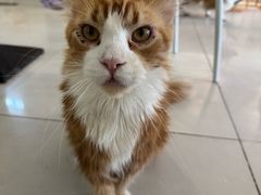 -平行世界·猫咖(首经贸店)